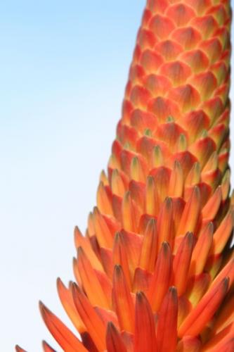 Fotografia de treslilas - Galeria Fotografica: flores y hojas - Foto: flor