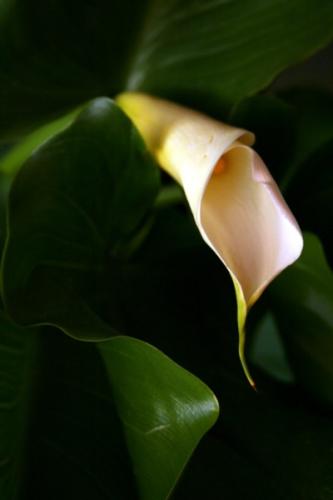 Fotografia de treslilas - Galeria Fotografica: flores y hojas - Foto: cala II
