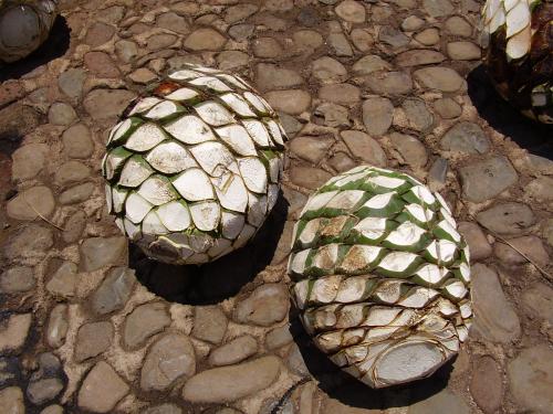 Fotografia de Eric - Galeria Fotografica: Tan solo es una mirada a travez de mis ojos. - Foto: agaves