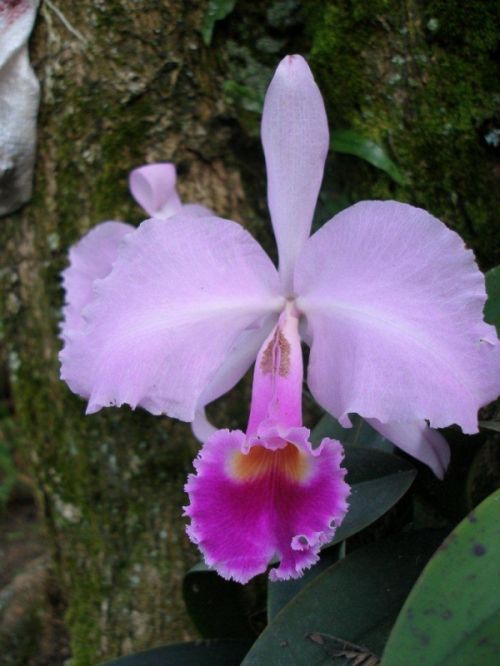 Fotografia de hzuluaga - Galeria Fotografica: MI VALLE DEL CAUCA - Foto: ORQUIDEA