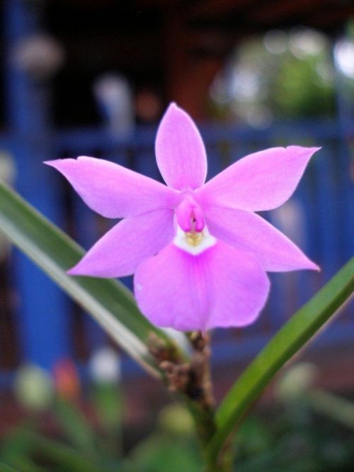 Fotografia de hzuluaga - Galeria Fotografica: MI VALLE DEL CAUCA - Foto: ORQUIDEA