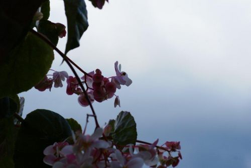 Fotografia de hzuluaga - Galeria Fotografica: MI VALLE DEL CAUCA - Foto: 