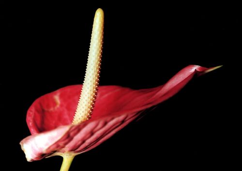 Fotografia de Emilia Seoane - Galeria Fotografica: Productos - Foto: 