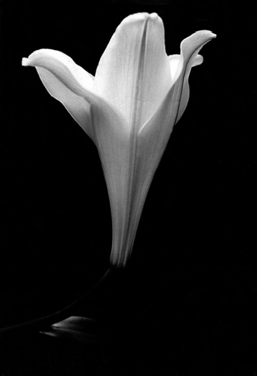 Fotografia de Emilia Seoane - Galeria Fotografica: Productos - Foto: 