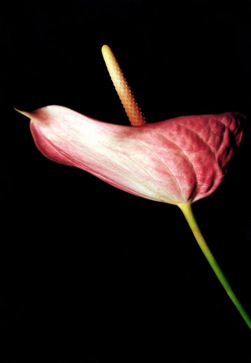 Fotografia de Emilia Seoane - Galeria Fotografica: Productos - Foto: 