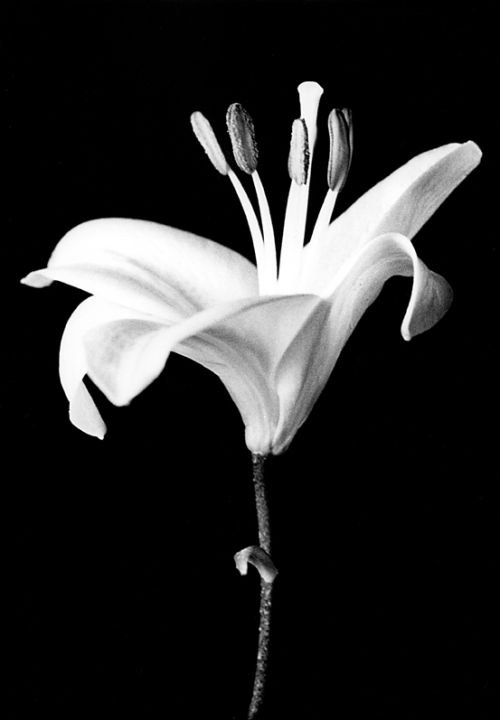 Fotografia de Emilia Seoane - Galeria Fotografica: Productos - Foto: 