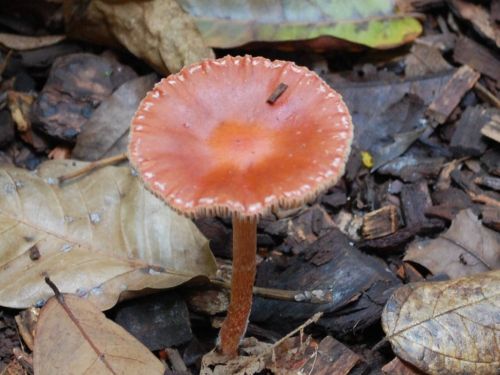 Fotografia de Luis Alfredo Guaglianone - Galeria Fotografica: Probando la Camara - Foto: Mesa Natural