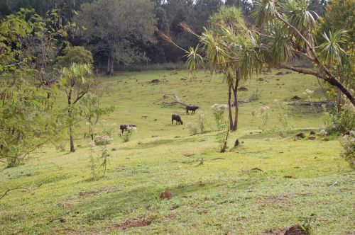 Fotografia de Luis Alfredo Guaglianone - Galeria Fotografica: Probando la Camara - Foto: Pastando