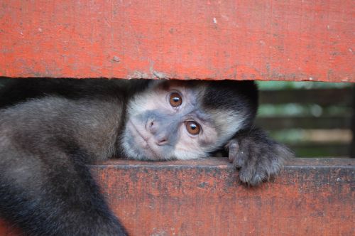 Fotografia de Luis Alfredo Guaglianone - Galeria Fotografica: Probando la Camara - Foto: Mirada al Alma II