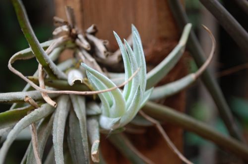 Fotografia de Luis Alfredo Guaglianone - Galeria Fotografica: Probando la Camara - Foto: Brote de vida