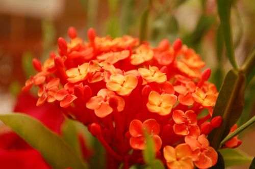 Fotografia de Luis Alfredo Guaglianone - Galeria Fotografica: Probando la Camara - Foto: Intenso