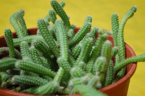 Fotografia de Luis Alfredo Guaglianone - Galeria Fotografica: Probando la Camara - Foto: En Foco