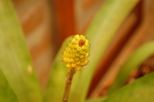 Fotografia de Luis Alfredo Guaglianone - Galeria Fotografica: Probando la Camara - Foto: Natural