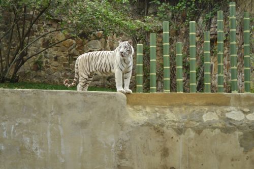 Fotografia de fotografia panoramica 360 - Galeria Fotografica: tigre de bengala - Foto: 