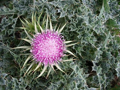 Fotografia de diegodi - Galeria Fotografica: Cosas Diversas - Foto: xxx...