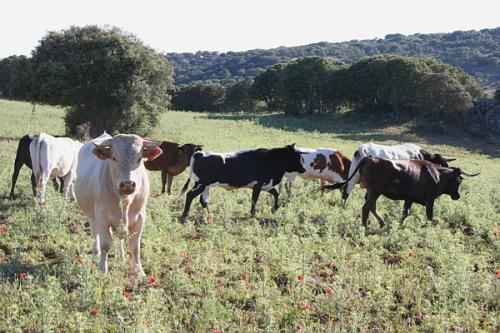 Fotografia de diegodi - Galeria Fotografica: Cosas Diversas - Foto: Y tu que miras...?