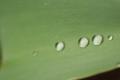 Fotos de felix_cmr -  Foto: Macros Varios - Gotas en hoja verde