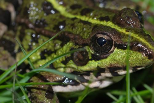 Fotografia de felix_cmr - Galeria Fotografica: Macros Varios - Foto: Ojo Rana