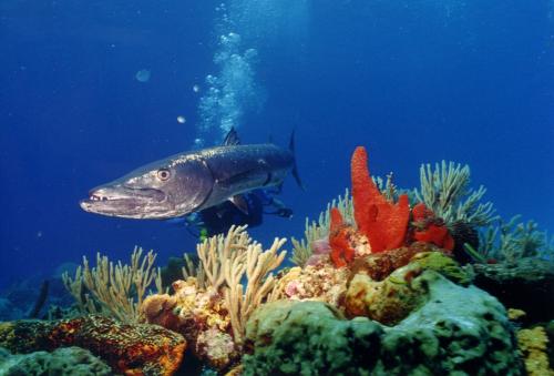 Fotografia de Marco Torres - Galeria Fotografica: foto submarina - Foto: Barracuda