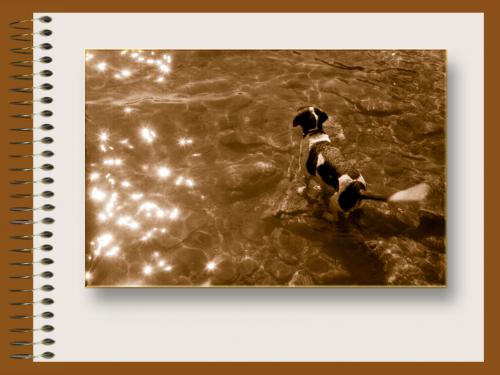 Fotografia de lump - Galeria Fotografica: cuaderno en sepa - Foto: el perro de Cadaqus