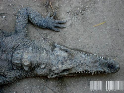Fotografia de mario napoles - Galeria Fotografica: fauna en la ciudad - Foto: cocodrilo