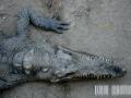 Fotos de mario napoles -  Foto: fauna en la ciudad - cocodrilo