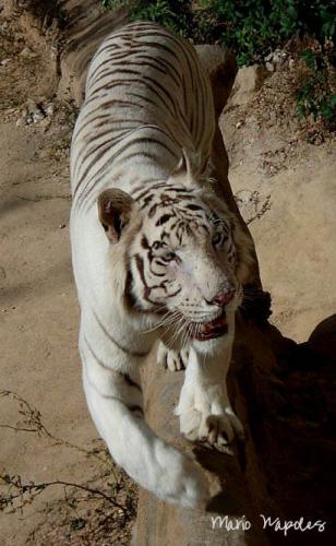 Fotografia de mario napoles - Galeria Fotografica: fauna en la ciudad - Foto: Tigre blanco
