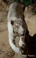 Foto de  mario napoles - Galería: fauna en la ciudad - Fotografía: Tigre blanco
