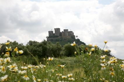Fotografia de d2fotovideo - Galeria Fotografica: detalles en verde. - Foto: castillo de almodovar