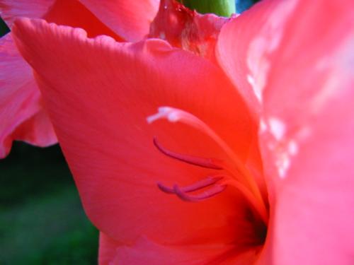 Fotografia de mariano_luna - Galeria Fotografica: ideas - Foto: terne