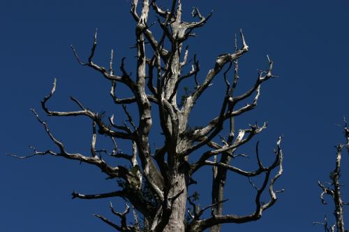 Fotografia de codigodiseno - Galeria Fotografica: Recopilacion - Foto: Alerce sombrio