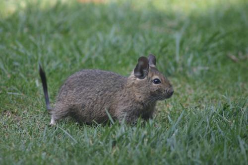 Fotografia de codigodiseno - Galeria Fotografica: Recopilacion - Foto: Chinchilla chilena