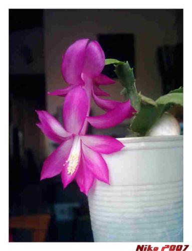 Fotografia de Nikolas - Galeria Fotografica: Flor Fucsia - Foto: Flor fucsia 1