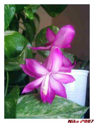 Fotografia de Nikolas - Galeria Fotografica: Flor Fucsia - Foto: Flor fucsia 2