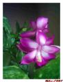 Fotos de Nikolas -  Foto: Flor Fucsia - Flor fucsia 3