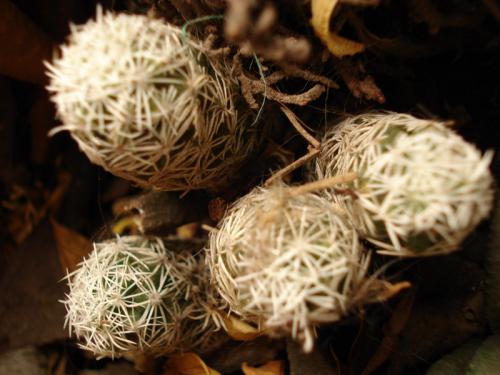 Fotografia de Vctor Vargas - Galeria Fotografica: Ecuador - Foto: En el Jardn