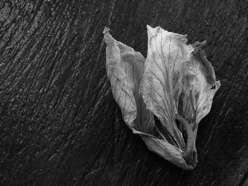 Fotografia de producciones lazaro - Galeria Fotografica: BLANCO Y NEGRO - Foto: flor marchita