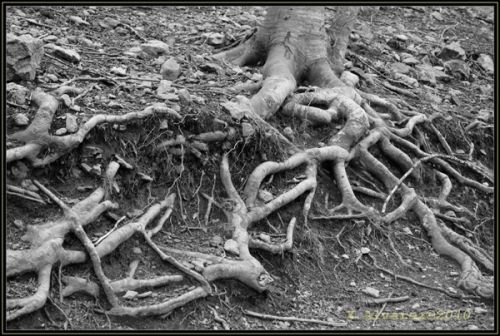 Fotografia de X.Alvarez - Galeria Fotografica: Paisajes B/N - Foto: Raices