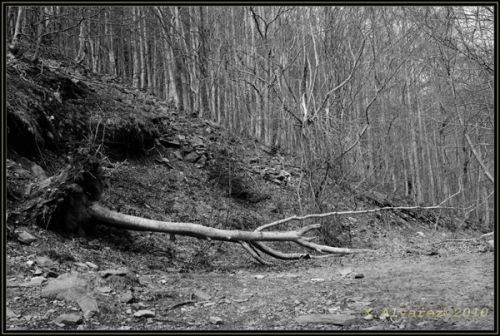 Fotografia de X.Alvarez - Galeria Fotografica: Paisajes B/N - Foto: Cado