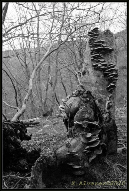 Fotografia de X.Alvarez - Galeria Fotografica: Paisajes B/N - Foto: Tocn