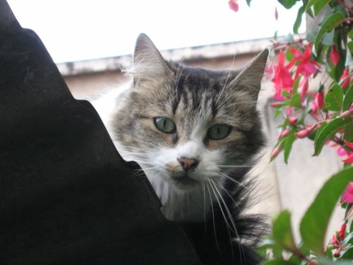 Fotografia de Antonio Aguilar - Galeria Fotografica: Inicios - Foto: Vigotes