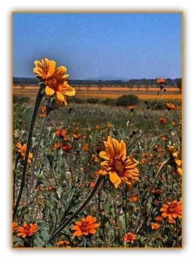 Fotografia de JUAN MANUEL ALVAREZ - Galeria Fotografica: NATURA - Foto: 