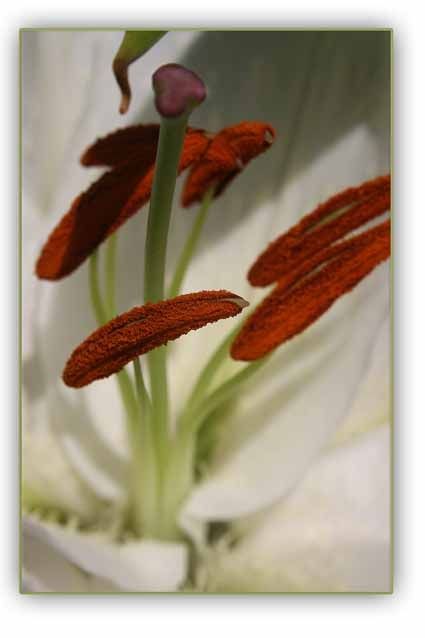 Fotografia de JUAN MANUEL ALVAREZ - Galeria Fotografica: NATURA - Foto: 