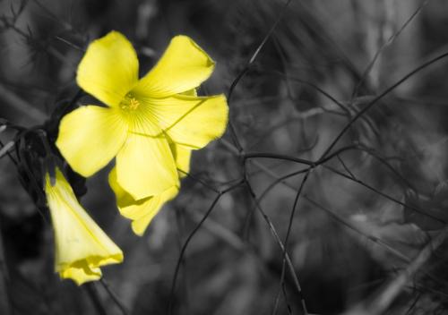 Fotografia de jaumebu - Galeria Fotografica: naturaleza - Foto: el amarillo