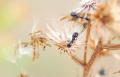 Foto de  jaumebu - Galería: naturaleza - Fotografía: hormigas