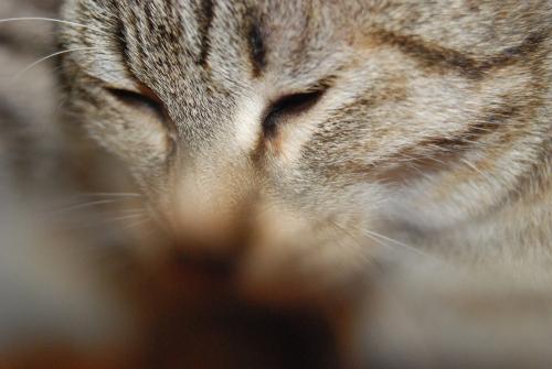 Fotografia de jaumebu - Galeria Fotografica: naturaleza - Foto: tristeza