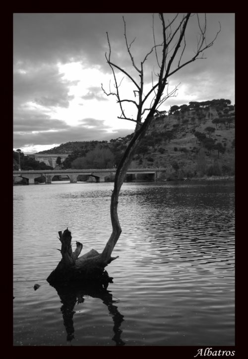 Fotografia de albatros - Galeria Fotografica: La Hermita - Foto: San juan