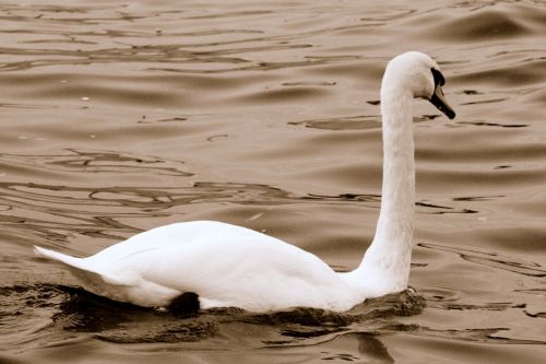 Fotografia de patricio - Galeria Fotografica: Belleza Animal - Foto: 