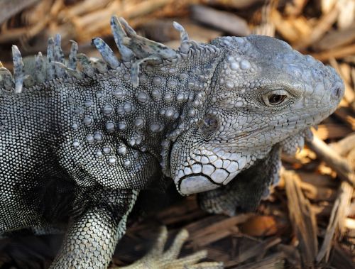 Fotografia de patricio - Galeria Fotografica: Belleza Animal - Foto: 