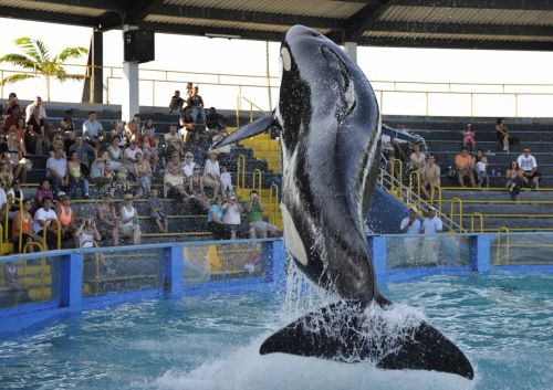 Fotografia de patricio - Galeria Fotografica: Belleza Animal - Foto: 